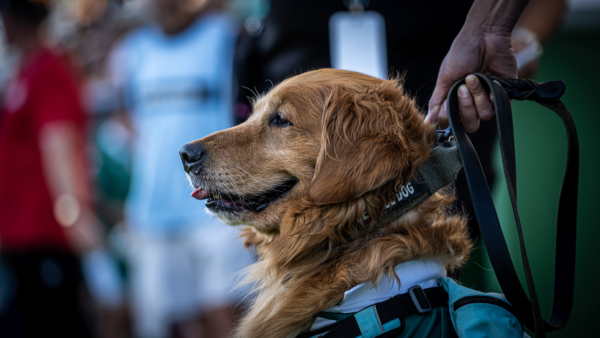 Side profile of the Chicago Hounds live dog mascot Simba.
